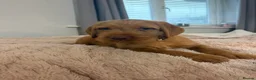 Hungarian Vizsla dogs for sale: 🐶 Beautiful Wired Haired Hungarian Visla Puppies in Saint Helens - Advert 18