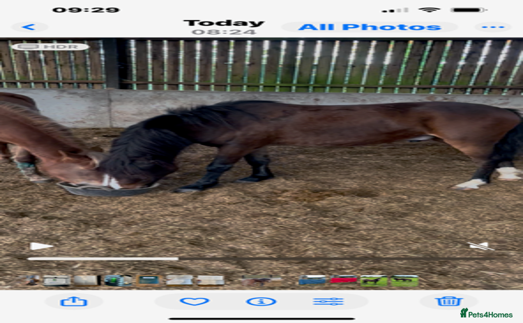 New Forest horses - Advert 1