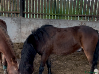 New Forest horses - Advert 1