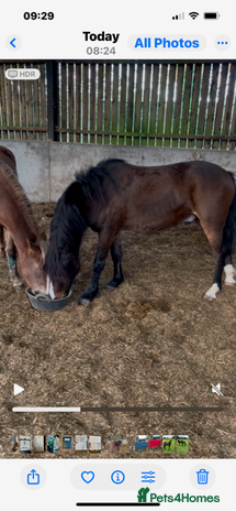 New Forest horses - Advert 1