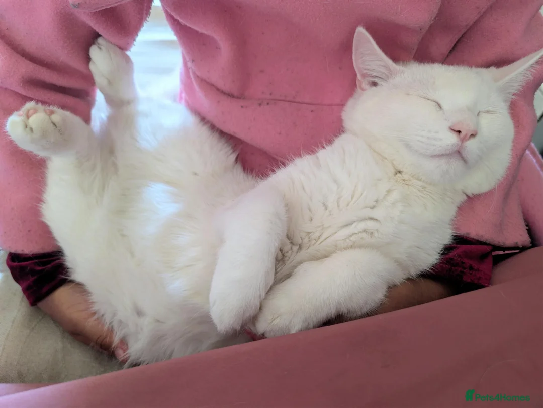 Mixed Breed cats for sale: Two cats  in Bradford - Advert 2