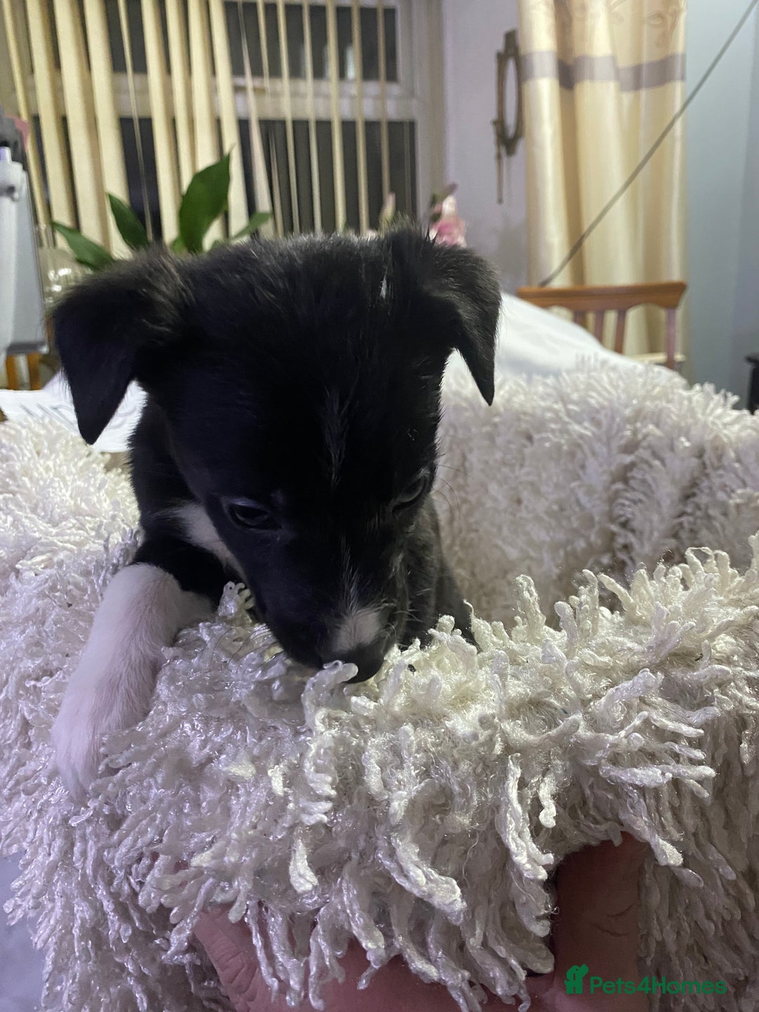 Mixed Breed dogs for sale: Collie lurcher greyhound mix - Advert 21