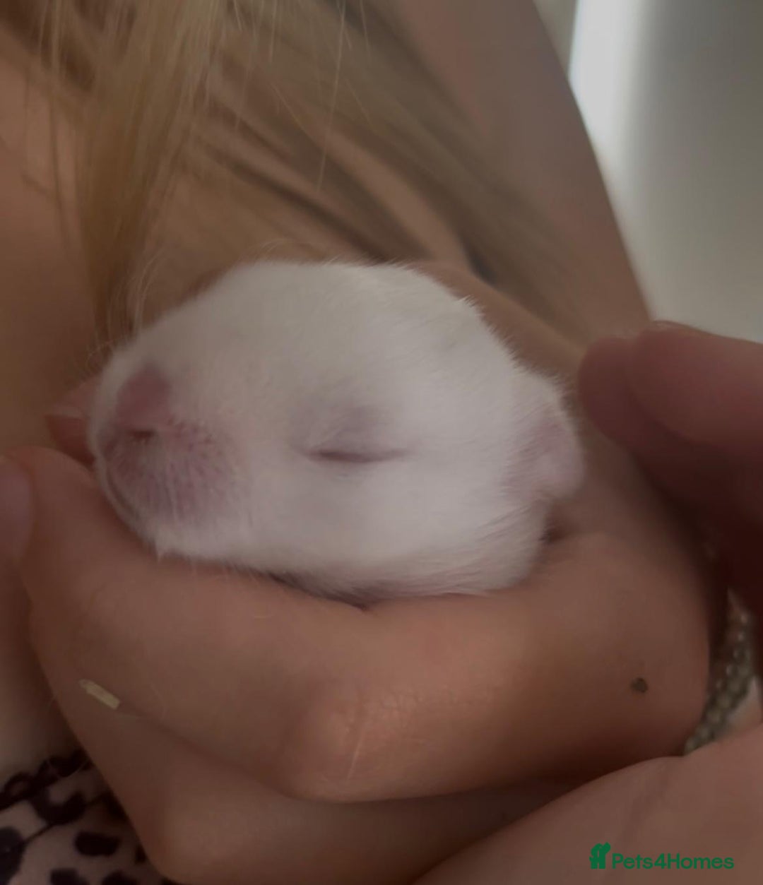 Mini Lop rabbits for sale: Baby mini lop for sale  - Image 1