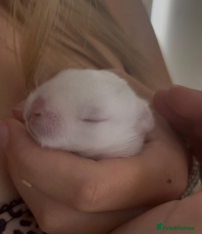 Mini Lop rabbits - Advert 1