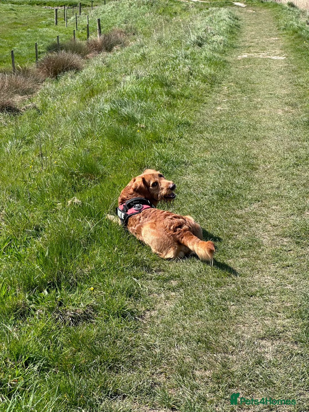 Labradoodle dogs for stud: STUD F1 Labradoodle  in Littlehampton - Advert 3