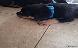 Rottweiler dogs for sale:  Beautiful Chunky Rottweiler puppies  - Image 9