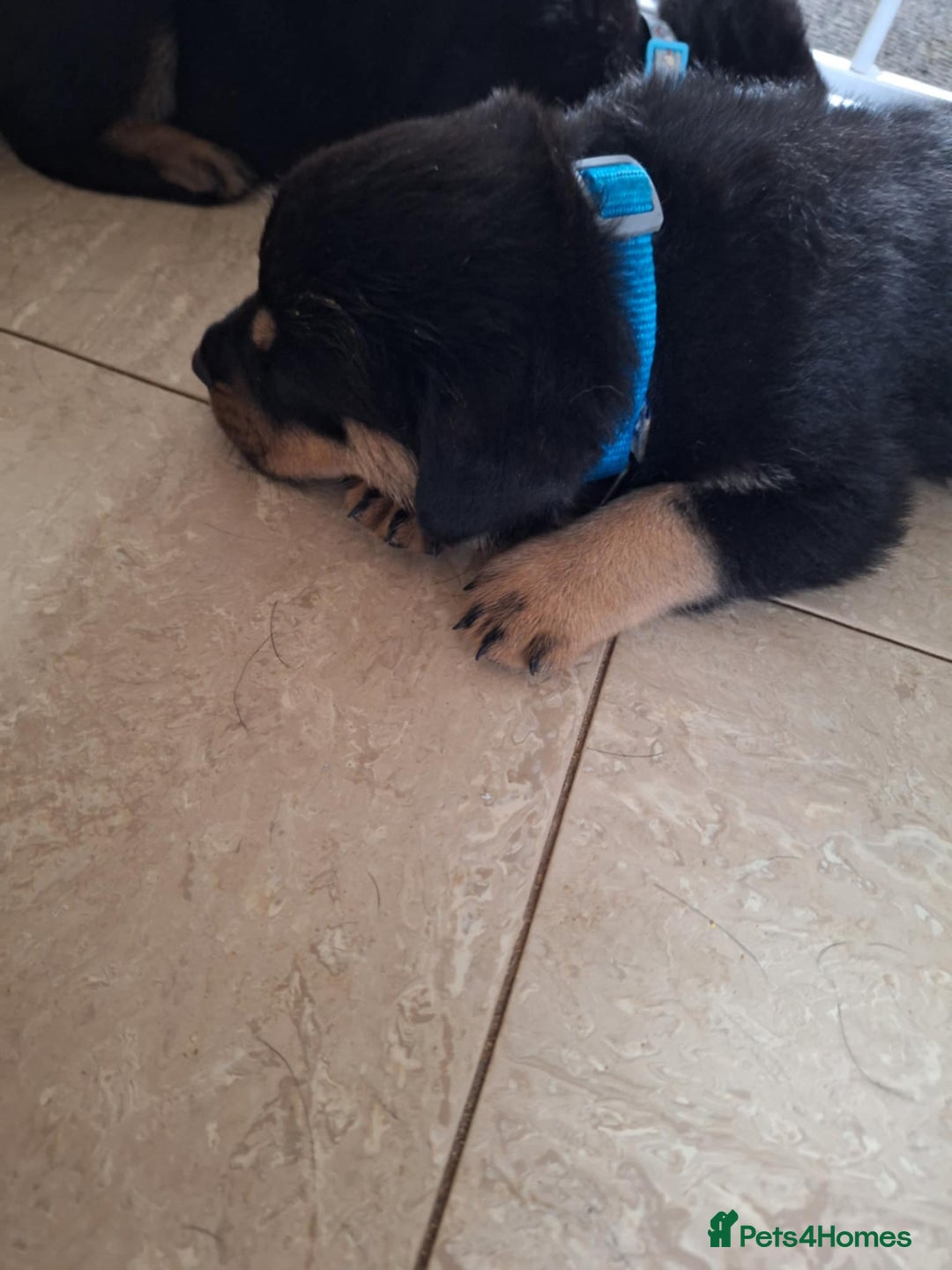 Rottweiler dogs for sale:  Beautiful Chunky Rottweiler puppies  - Image 9