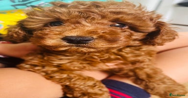 Toy Poodle dogs - Advert 13