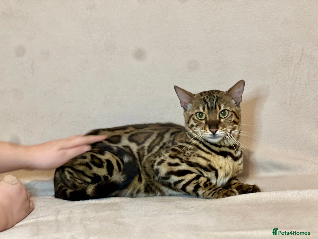Bengal cats for sale: Pure Bengal Girl - Advert 5