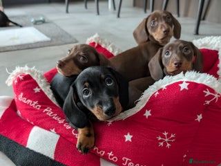 Miniature Dachshund dogs Miniature dachshunds - Advert 1