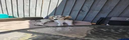 Saluki dogs for sale: Saluki boy  - Advert 3
