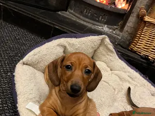 Dachshund dogs Red dachshund puppies - Advert 17