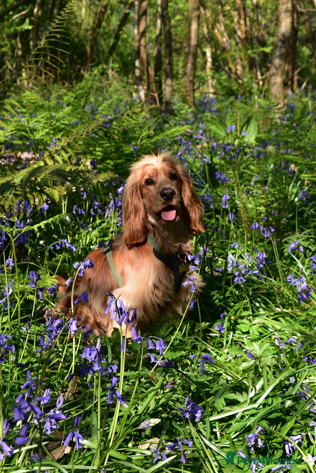Cocker Spaniel dogs for stud: English Show Cocker Spaniel for Stud - Advert 4