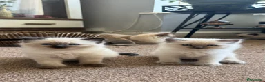 Ragdoll 4