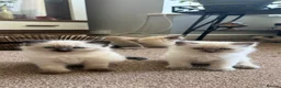 Ragdoll cats for sale: 6x blue eyes ragdoll kittens in Bournemouth - Advert 4