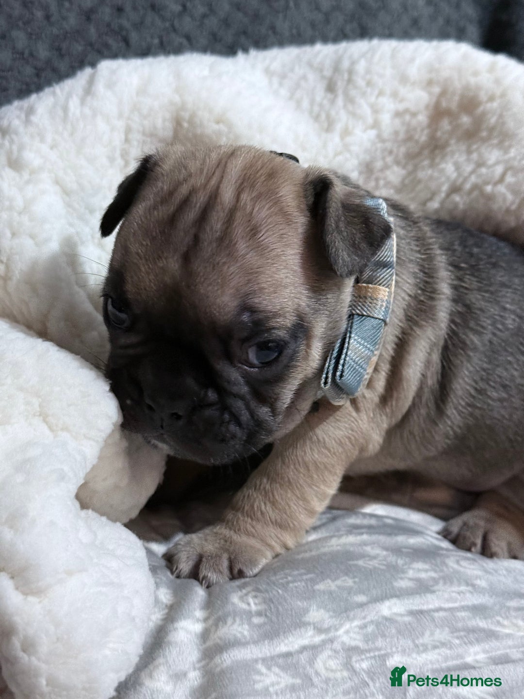 French Bulldog dogs for sale: French bulldog puppies for sale! - Advert 24