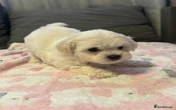 Maltese dogs for sale: Maltese puppies - Image 14