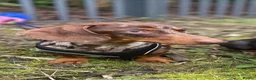 Dachshund dogs for sale: Dachshund puppies  - Advert 2