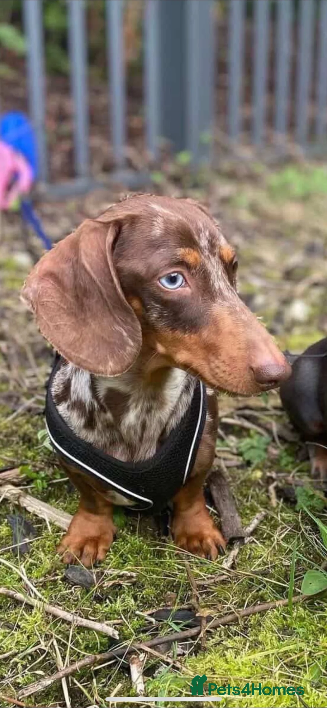 Dachshund dogs for sale: Dachshund puppies  - Advert 2