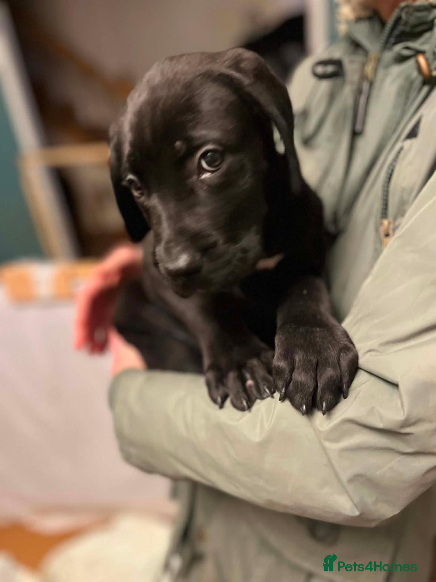 Cane Corso dogs for sale: Beautiful Purebred Cane corso puppies - Advert 20