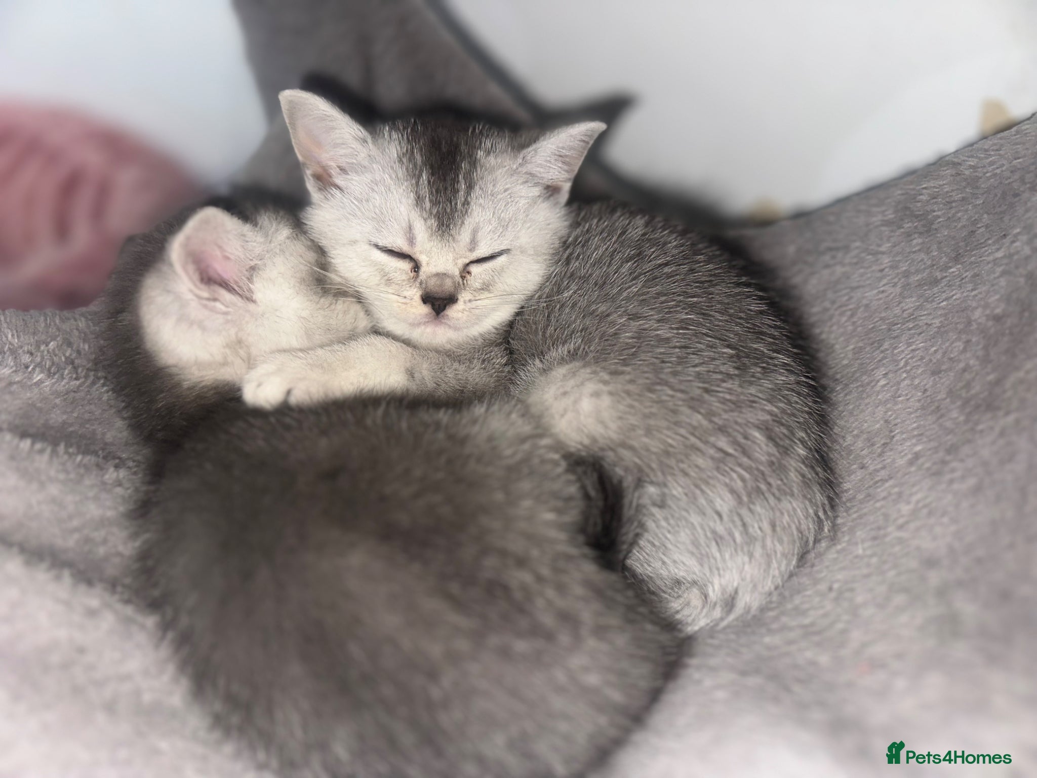 British Shorthair cats Mr Dany - Advert 14