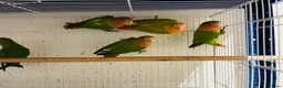 Lovebirds birds for sale: lovebirds for sale - Advert 7