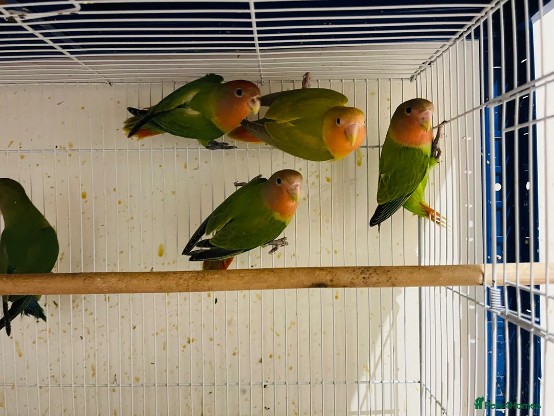 Lovebirds birds for sale: lovebirds for sale - Advert 7