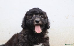 Cavapoochon dogs for sale: Beautiful Cavapoochon female puppy for sale - Image 3