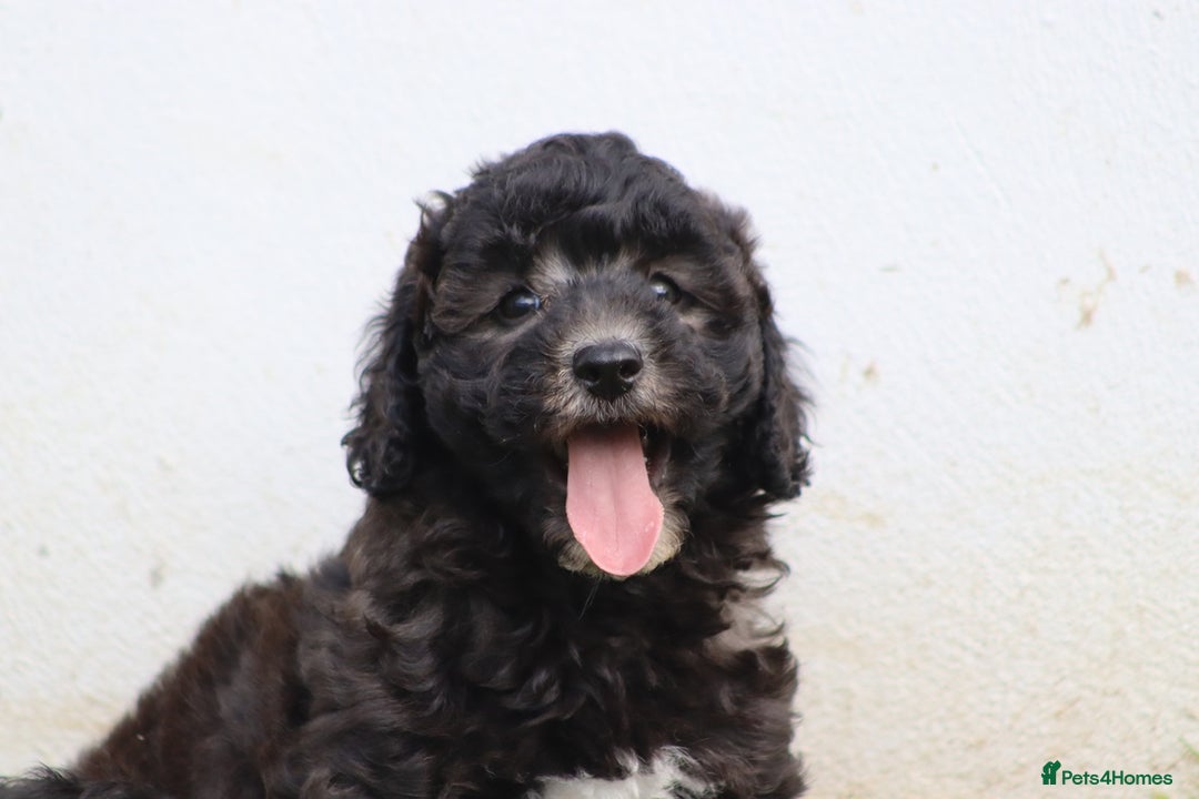 Cavapoochon dogs for sale: Beautiful Cavapoochon female puppy for sale - Image 3
