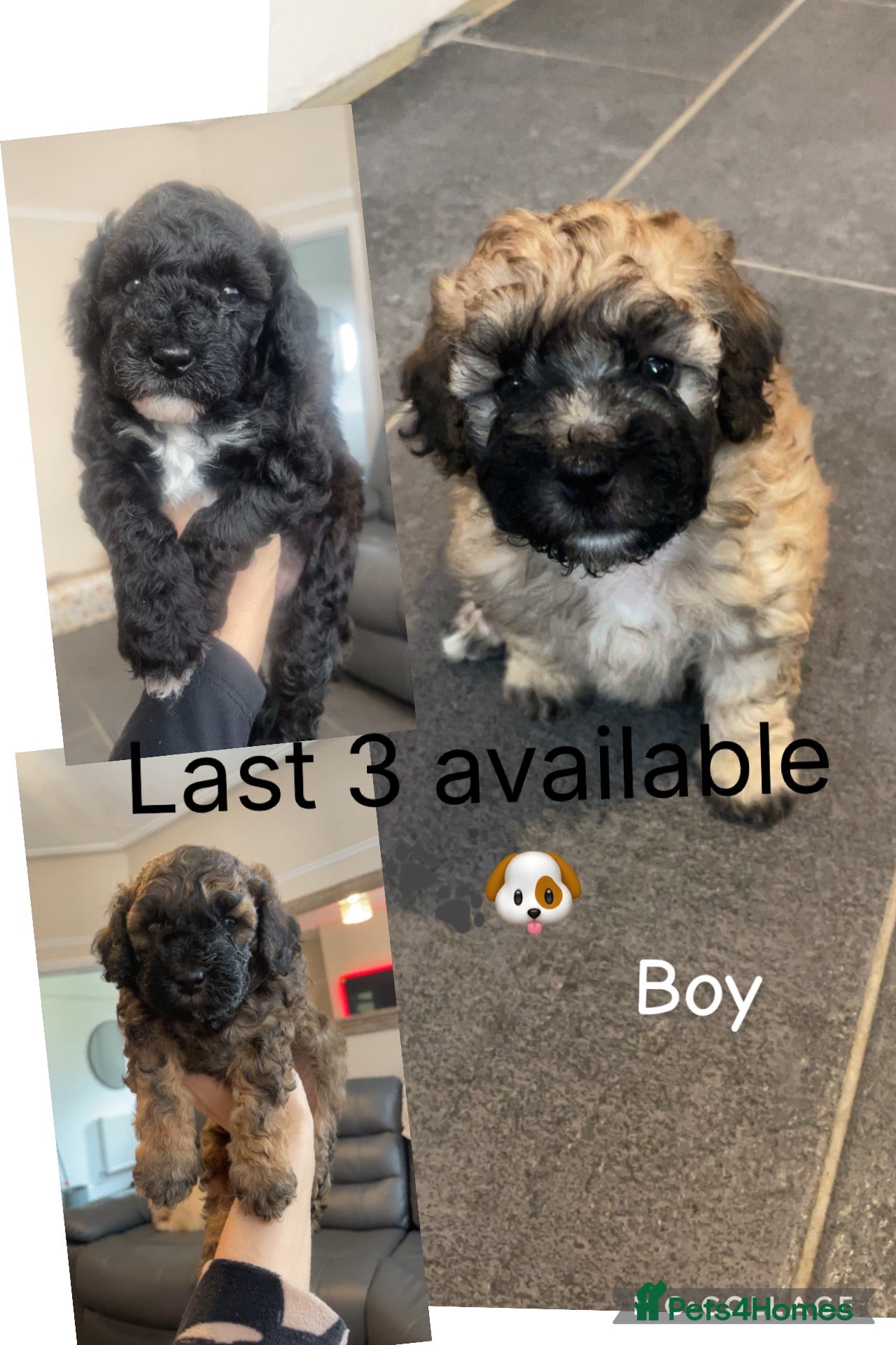 Poochon dogs Ready to leave poochons  - Advert 3