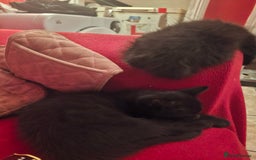 British Longhair cats for sale: 8 kittens for sale - Image 3