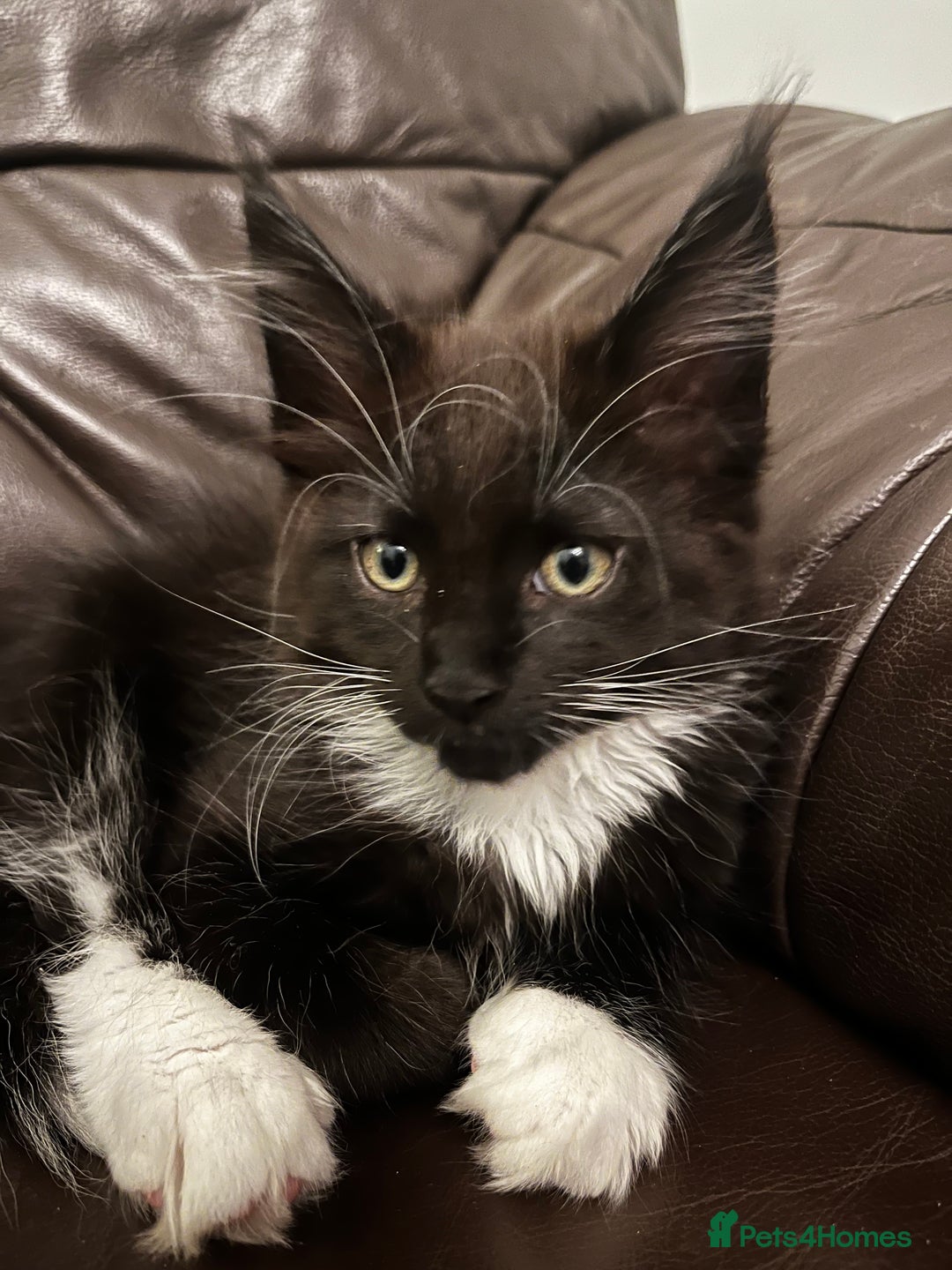Maine Coon cats for sale:  Pedigree Maine Coon kittens - Advert 37
