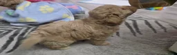 Maltipoo dogs for sale: Maltipoo F1 Toy - Advert 19