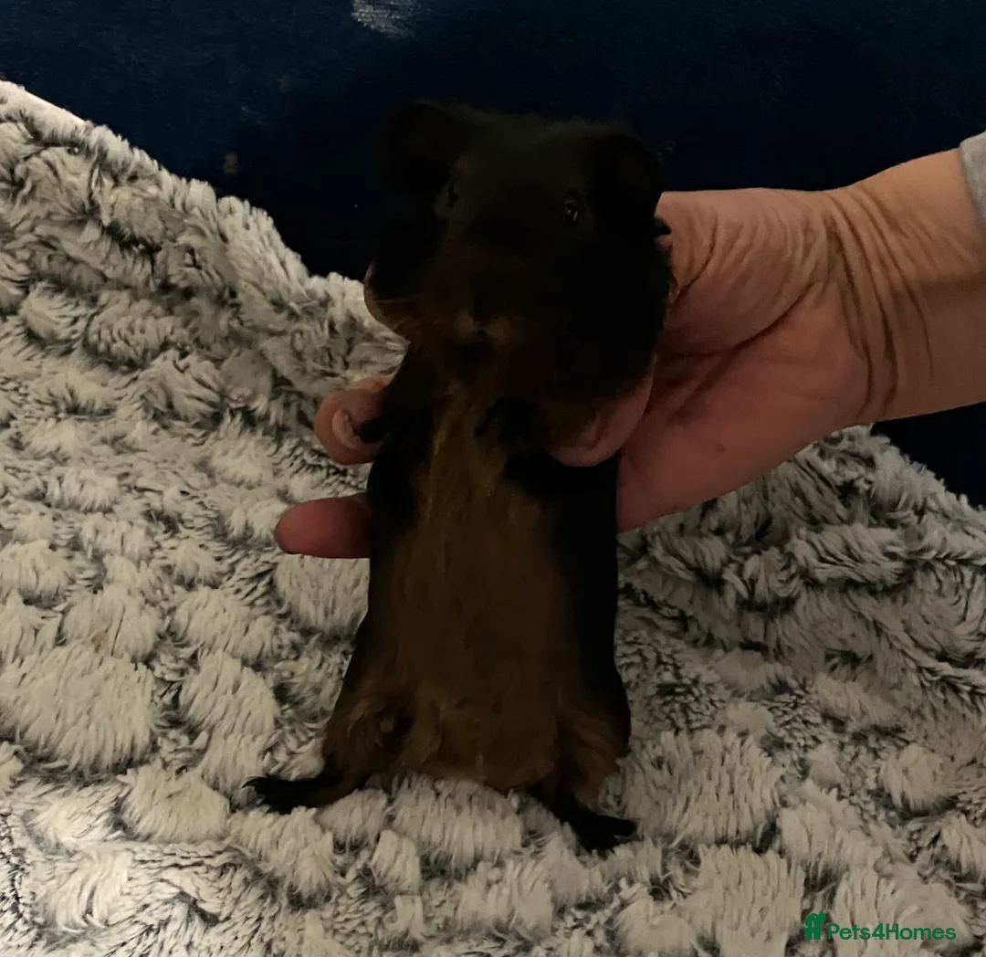 Guinea Pig rodents for sale: Purebred Black Tan guinea pigs (pair Boars) - Advert 2