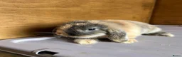 Dwarf Lop rabbits for sale: Mini Dwalf lop bunnies  - Advert 6