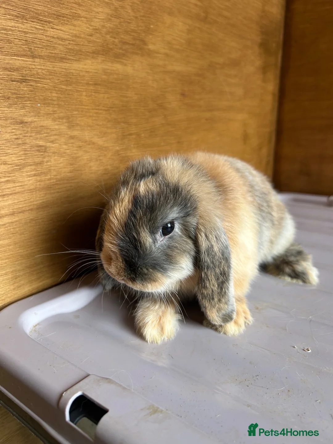 Dwarf Lop rabbits for sale: Mini Dwalf lop bunnies  - Advert 6