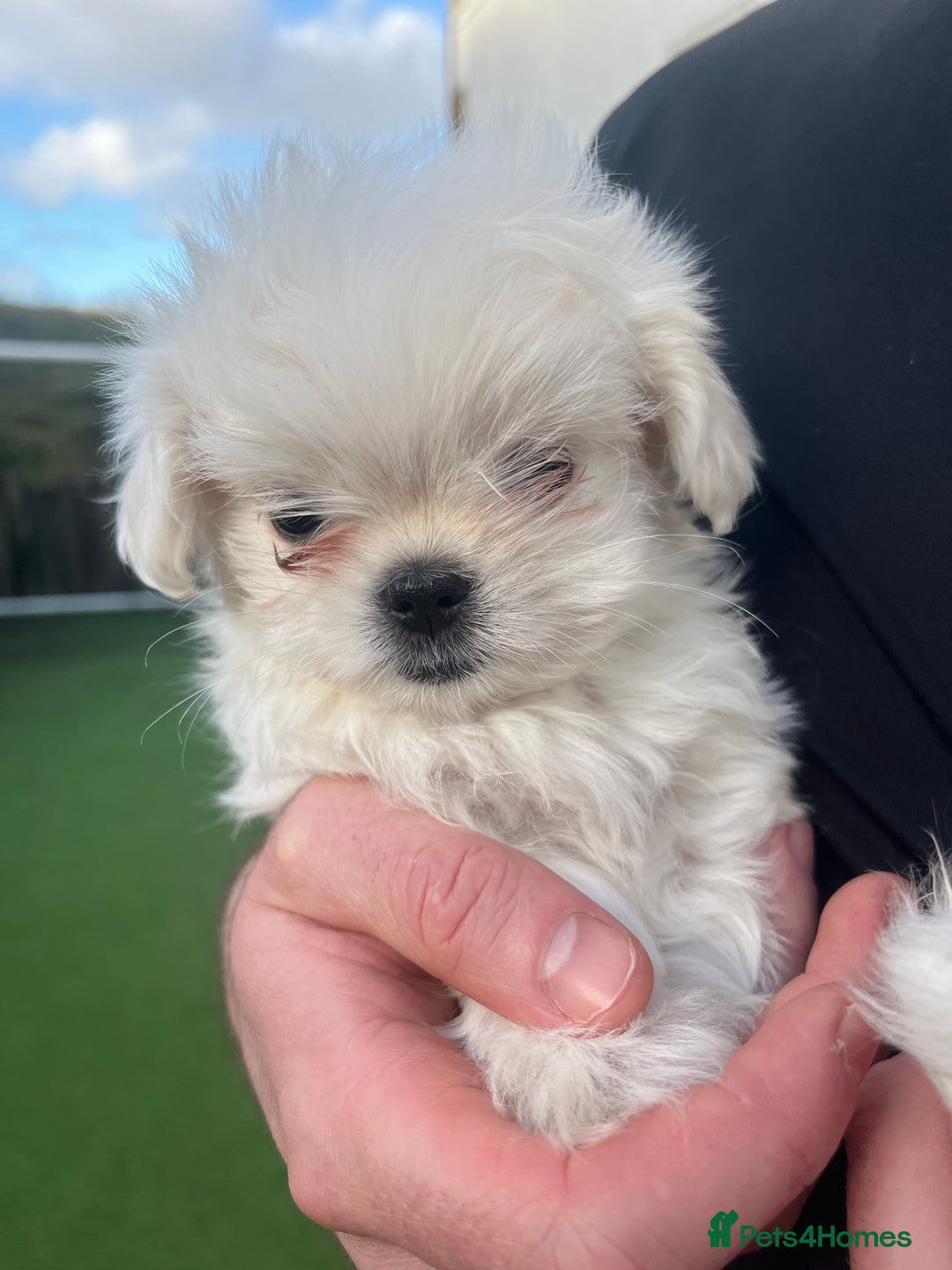 Maltese dogs for sale: Meet Your Little Heart Melters ❄️ - Advert 16