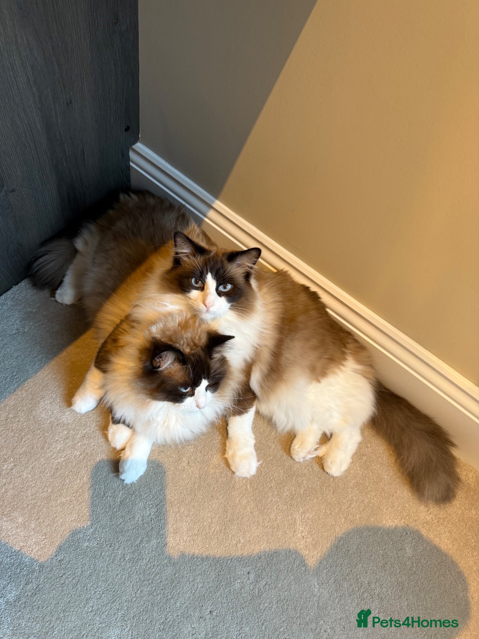 Ragdoll cats 2 male adult ragdolls - rehoming  - Advert 3