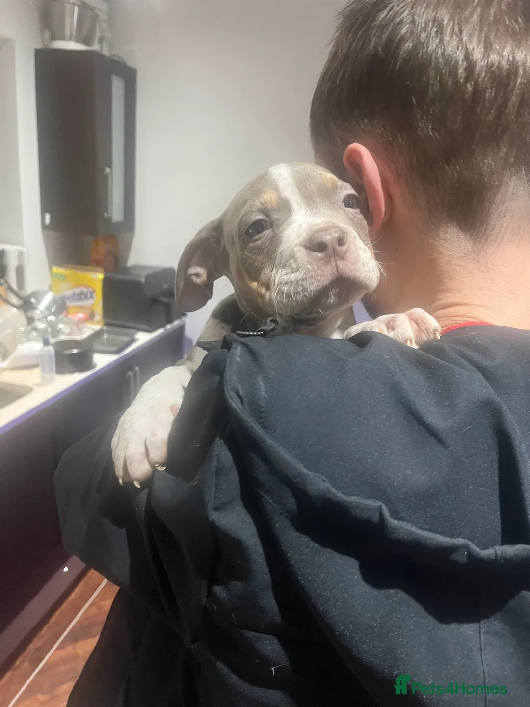 Mixed Breed dogs for sale: Last few remaining looking for forever homes! in Southport - Advert 2