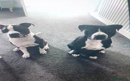 Staffordshire Bull Terrier dogs for sale: Staffordshire bull terriers for sale - Image 1