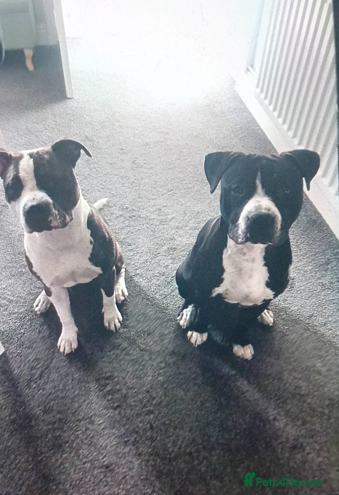Staffordshire Bull Terrier dogs for sale: Staffordshire bull terriers for sale - Image 1