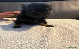 Chihuahua dogs for sale: Stunning litter of 5 long coat chihuahuas - Image 6