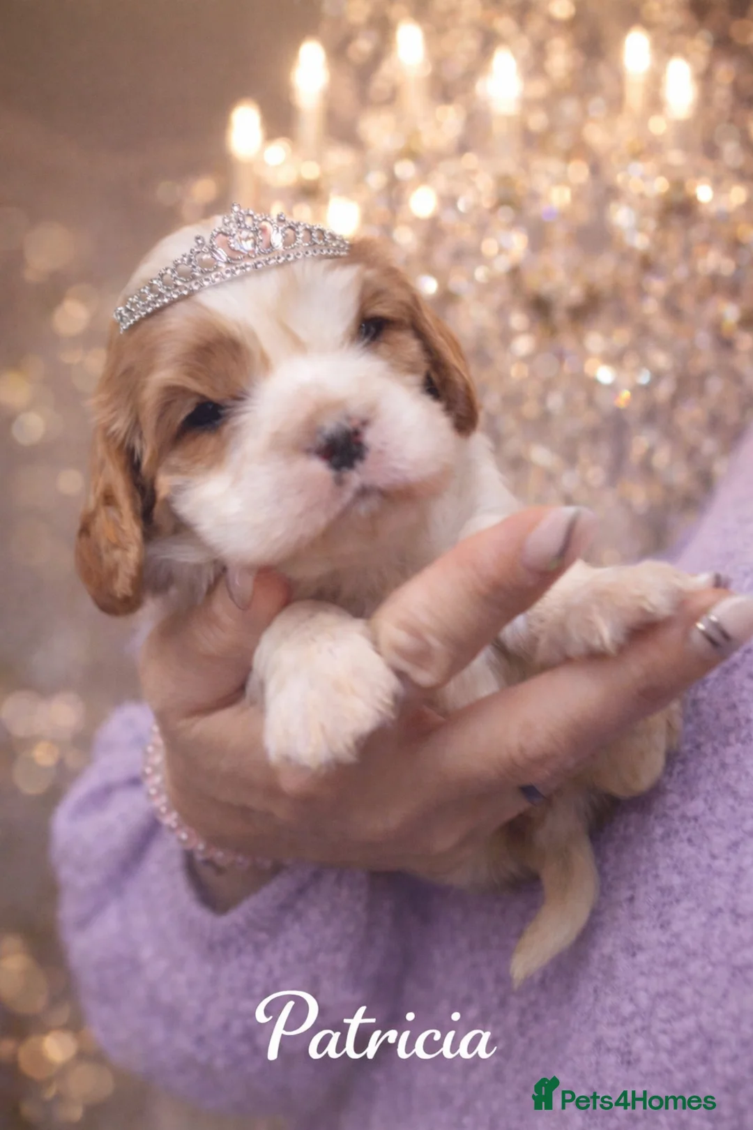 Cavalier King Charles Spaniel dogs for sale: ✨️ KC Registered Cavaliers – 1 Girl + 2 Boys  - Advert 9