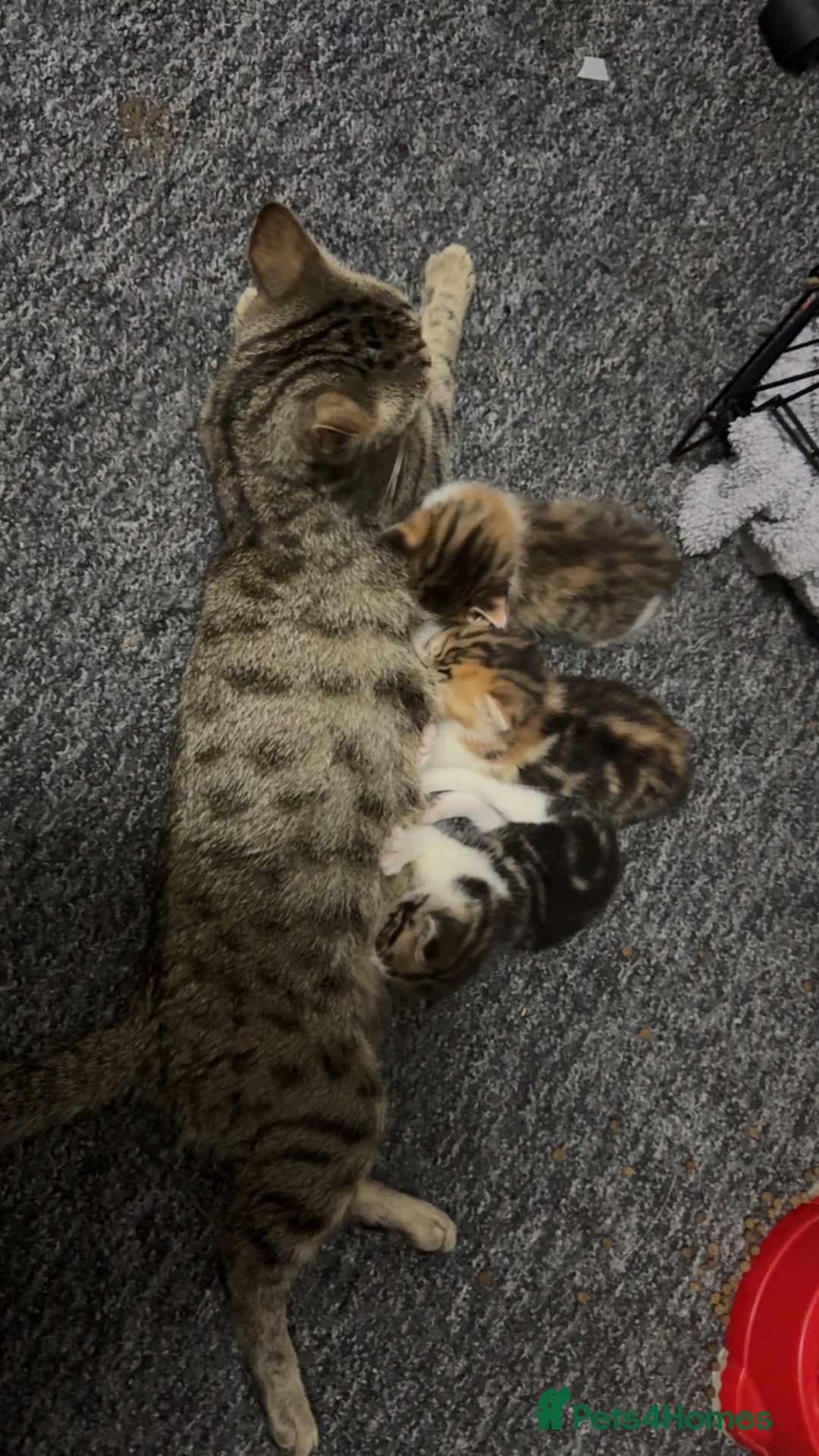 British Shorthair cats     6 Gorgeous Kittens – 3 Girls & 3 Boys 🐾 ❤️ - Advert 1