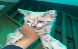 Bengal cats for sale: Bengal x American short hair mix - Image 1
