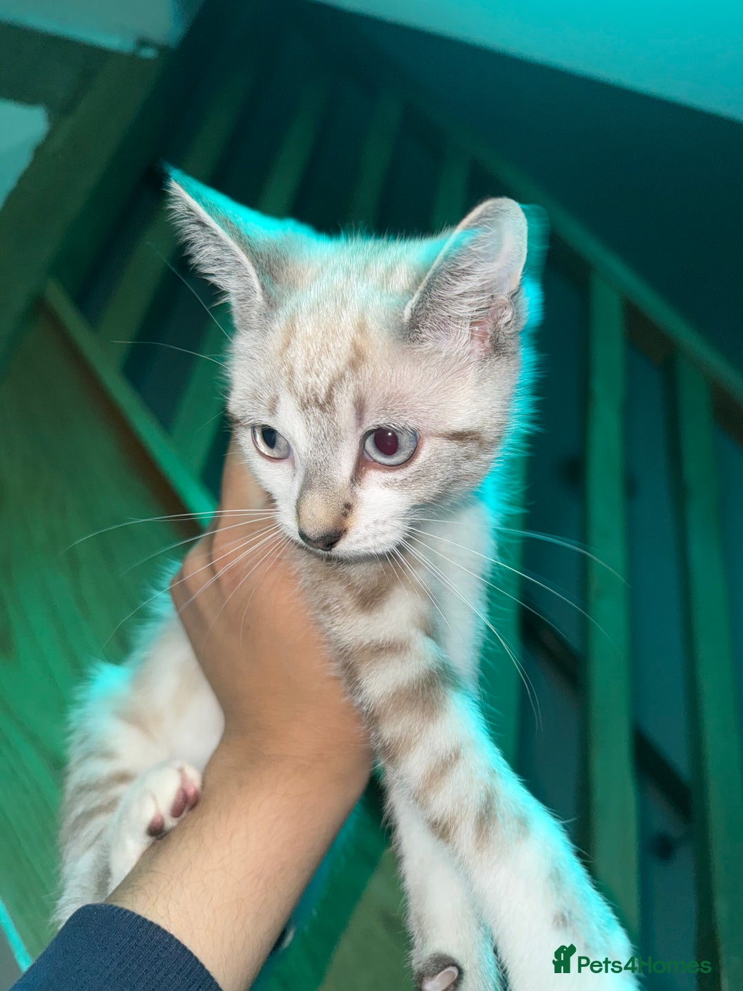 Bengal cats for sale: Bengal x American short hair mix - Image 1
