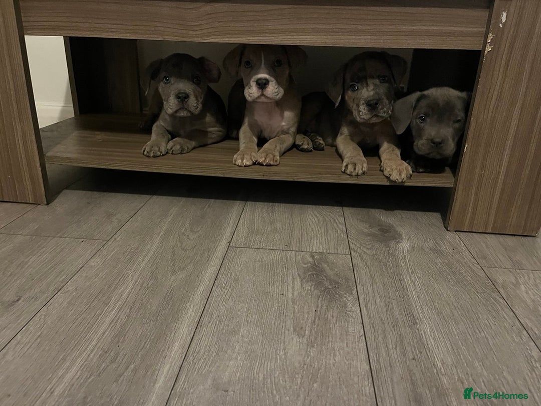 Cane Corso dogs for sale: Stunning puppies  - Advert 8