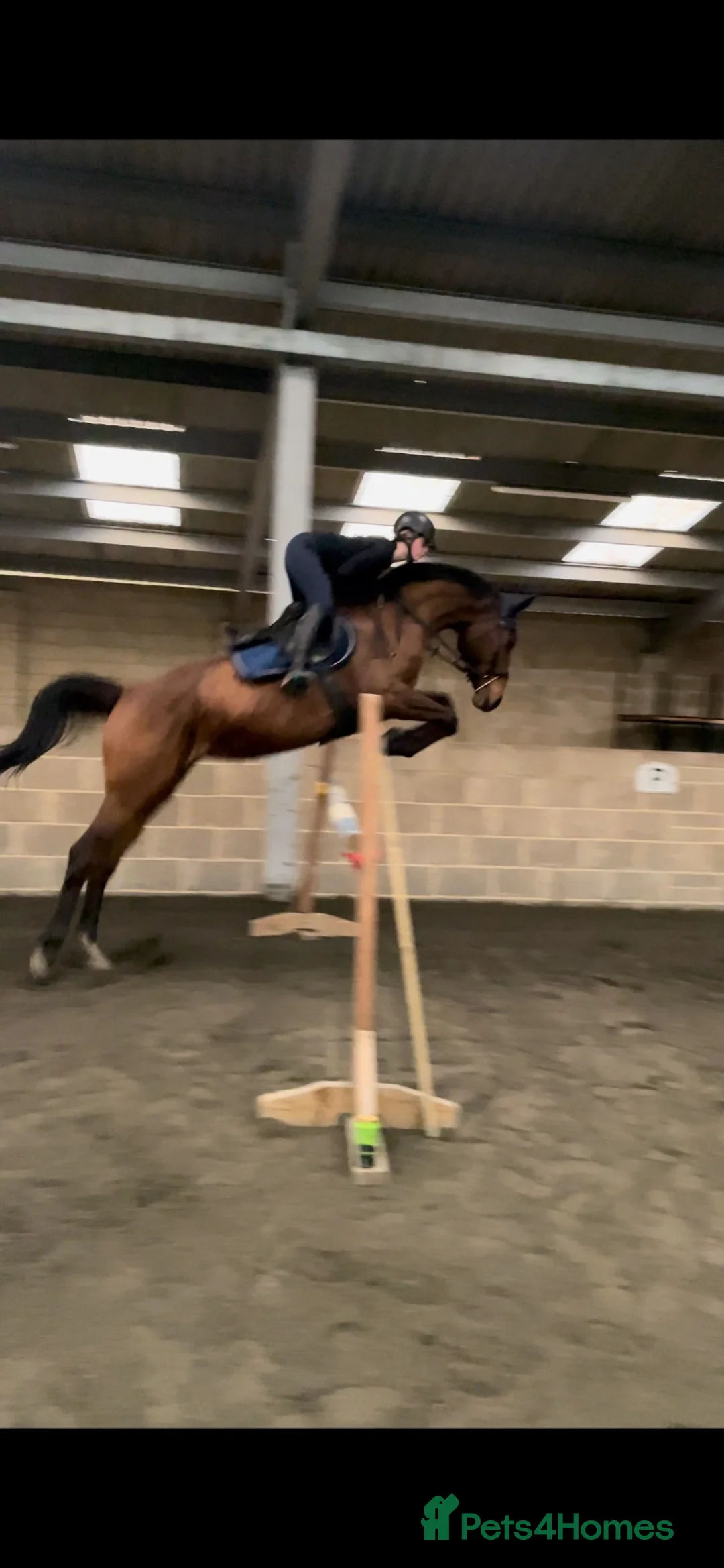 British Warmblood horses for sale: Head turner show jumper  in Woodbridge - Advert 8