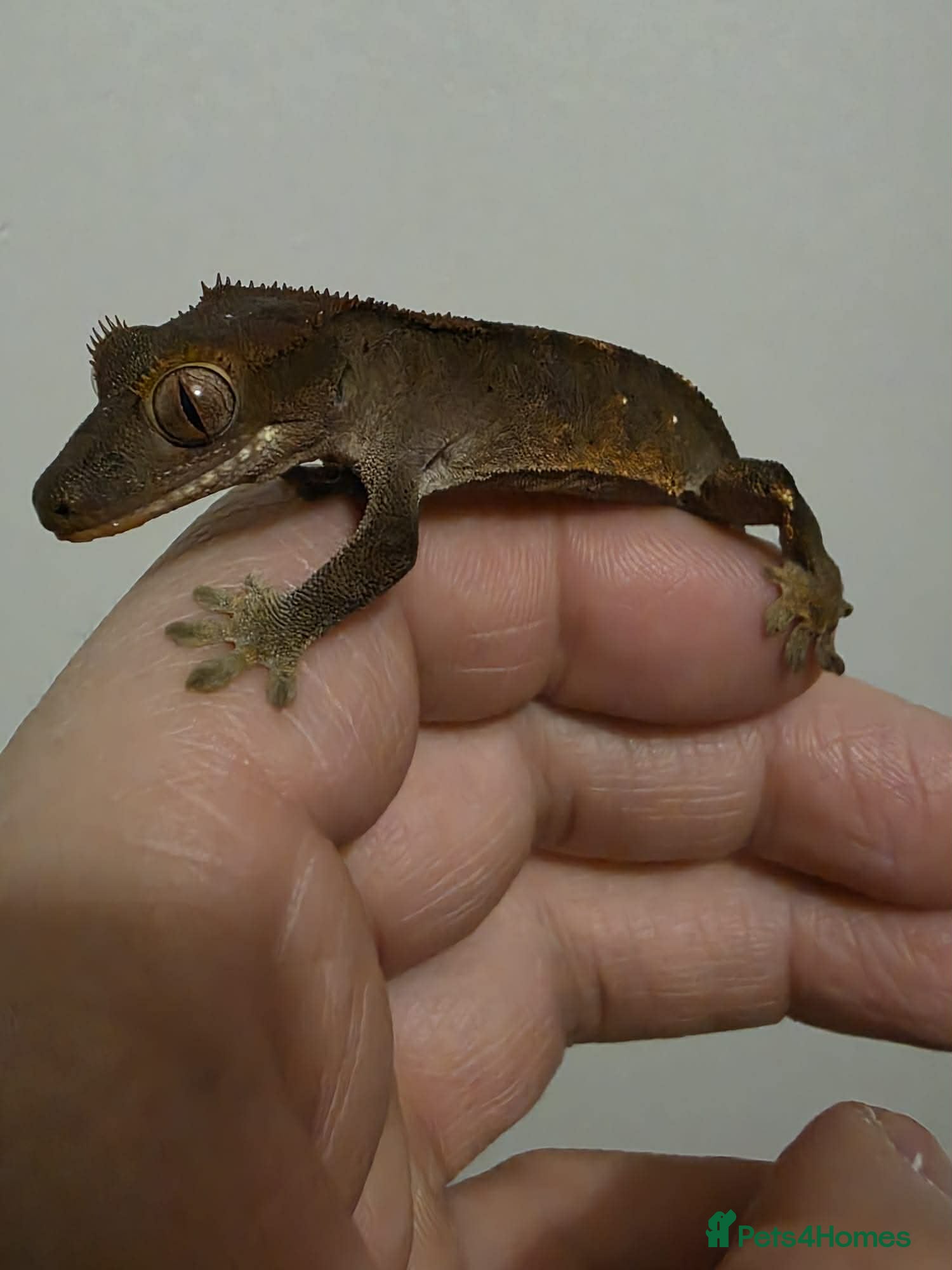 Gecko reptiles Crested gecko juvenile  - Advert 4