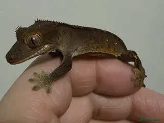 Gecko reptiles Crested gecko juvenile - Advert 4
